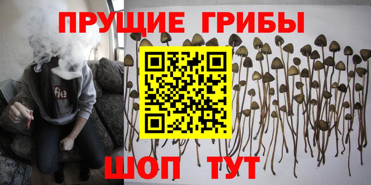 Осинники  Псилоцибиновые грибы мухоморы  где продают наркотики  Вход с VPN 